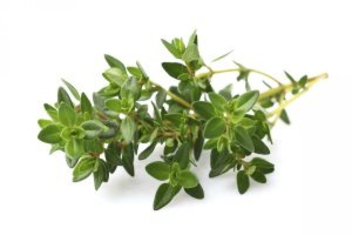 1200-470010605-thyme-spice