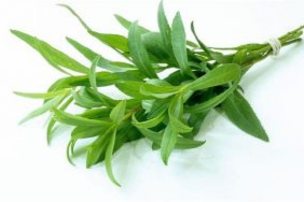 tarragon_2675331b