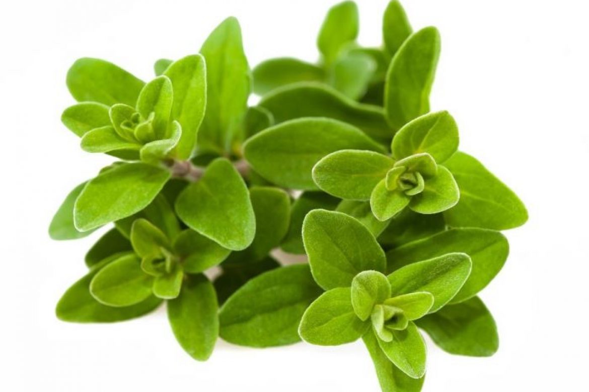 marjoram